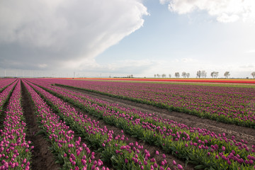 Fototapeta na wymiar Purple tulip field