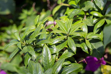 Tropical plant with green leaves closeup photo. Blooming tropical garden detail.