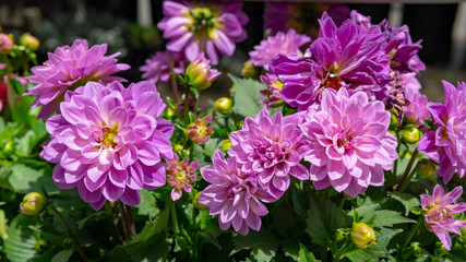 Flowers, garden, nature, spring