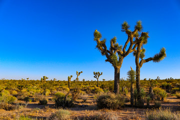 Joshua Trees