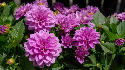 Flowers, garden, nature, spring