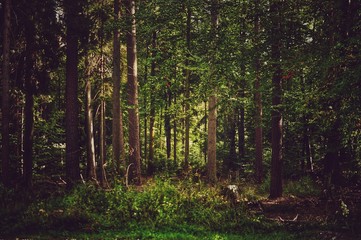 Dense forest with trees and sunlight