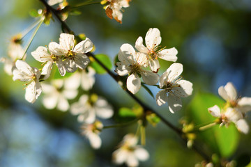 white flowers of apple tree