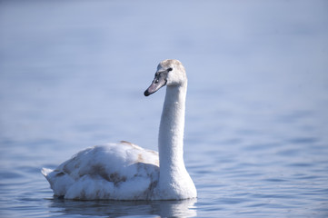 Fototapeta premium Swan on the lake.