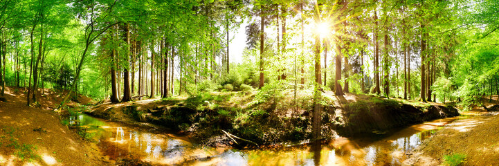 Beautiful forest in spring with bright sun shining through the trees