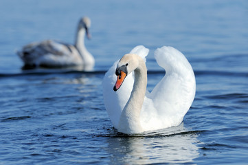 Swan on the lake.