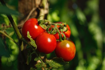 une grappe de tomate  rouge gros plan jardin bio