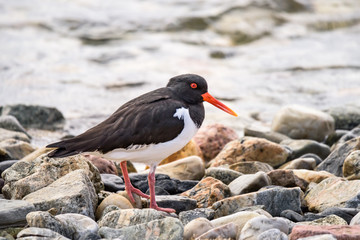 Eurasian Oystercatcher - Haematopus ostralegus - wader bird walking on stones - closeup - Photo...