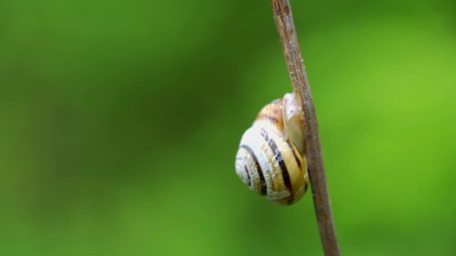 Snail (Gastropoda) with house - (4K)	