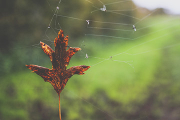 Leaf in Spiderweb