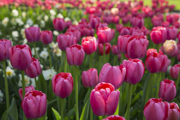 Colorful Fresh Spring Tulips Flowers Nature Landscape Background Natural Light Selective Focus