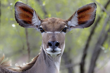 Portrait of a greater kudu female in Sabi Sads Private Game Reserve in South Africa