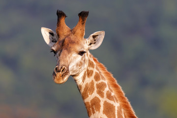 ortrait of a giraffe in Nkomazi Private Game Reserve in South Africa