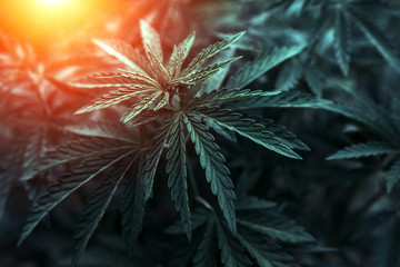  marijuana  background at sunset. bush cannabis.