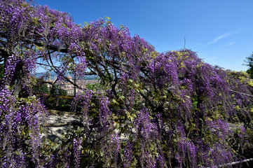 Colors flowers spring from Florence / Lovely Nature