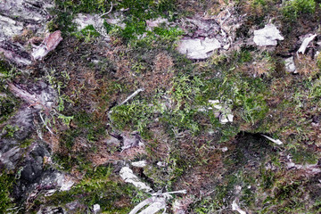 Green moss on the tree.