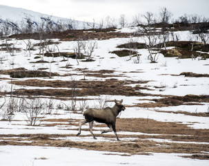 Fototapeta premium elk in Northern Norway,Tromso