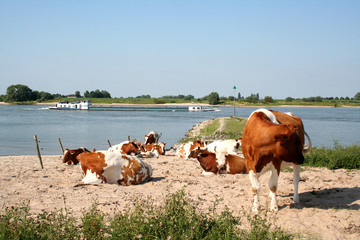 Holstein-Friesian cows are grazing along the river Waal