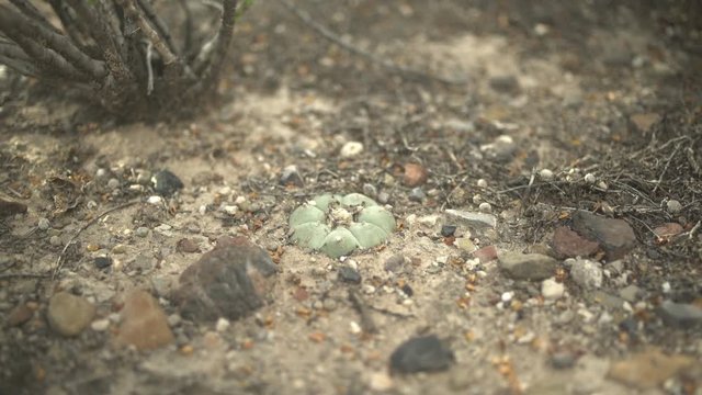 Peyote cactus in ground In desert Tight Shot