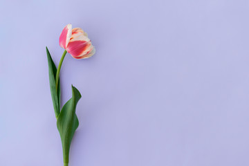 Spring tulip floral purple. color background with copy space. Top view. Objects on a simple background