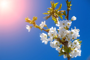 Beautiful, white cherry blossoms