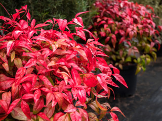 Fototapeta premium Himmelsbambus, Heiliger Bambus, Nandina domestica