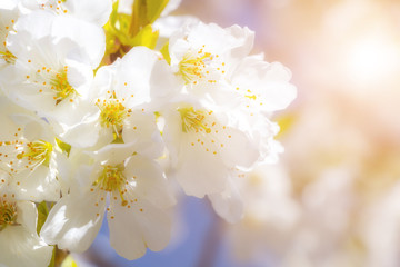Beautiful, white cherry blossoms