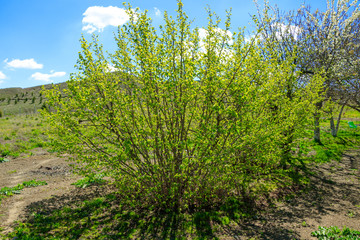 Hazelnut shrub - Corylus avellana