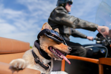 Shetland Sheepdog sits with sunglasses in a motorcycle sidecar