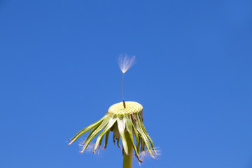 Dandelion - Taraxacum officinale