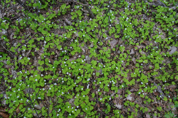 High detailed grass. Small flowers in spring. Grey ant green background.