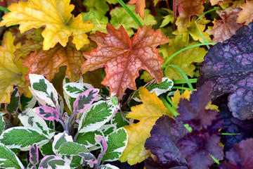 Colorful leaves, nature wallpaper