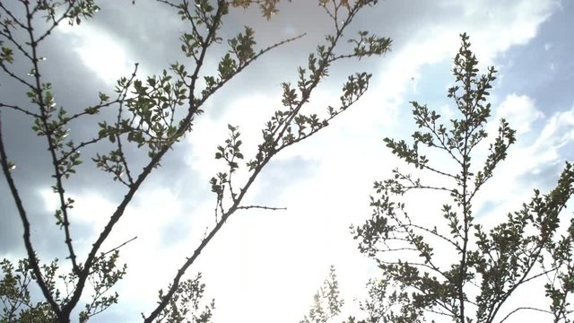 Desert Bush Vegetation, Looking up at Sky with Clouds