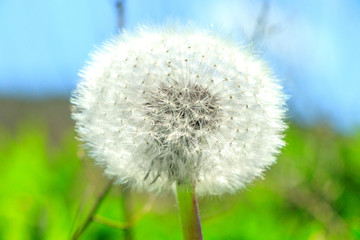 Dandelion - Taraxacum officinale