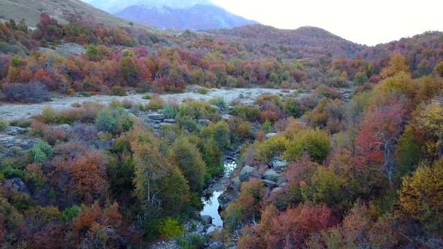 Beautiful drone footage of an aok forest in the andes mountains at Autumn