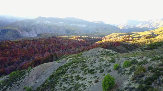 Beautiful drone footage of an aok forest in the andes mountains at Autumn