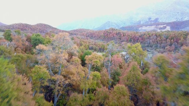 Beautiful drone footage of an aok forest in the andes mountains at Autumn