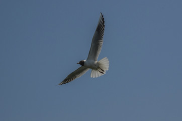 black headed gull flying