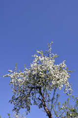 close - up of flowering tree against sky