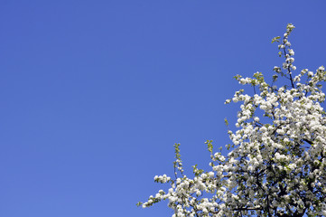 close - up of flowering tree against sky