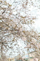 Beautiful crab apple tree blossoms against