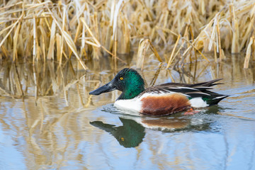 Northern Shoveler