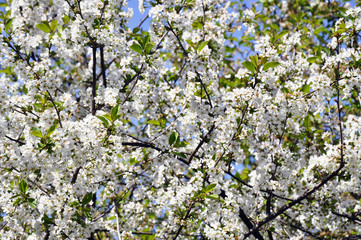 close-up of white blossoming cherry tree flowers
