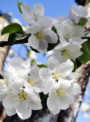 close-up of white blooming Apple tree flowers