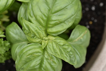 basil leaf macro