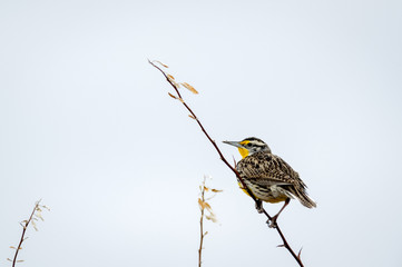 Western Meadowlark