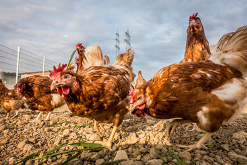 Freilaufende Hühner