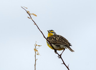 Western Meadowlark