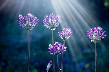 Ornamental onions at dusk