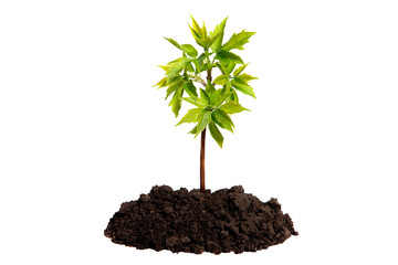 Young sprout growing in the soil on an isolated white background